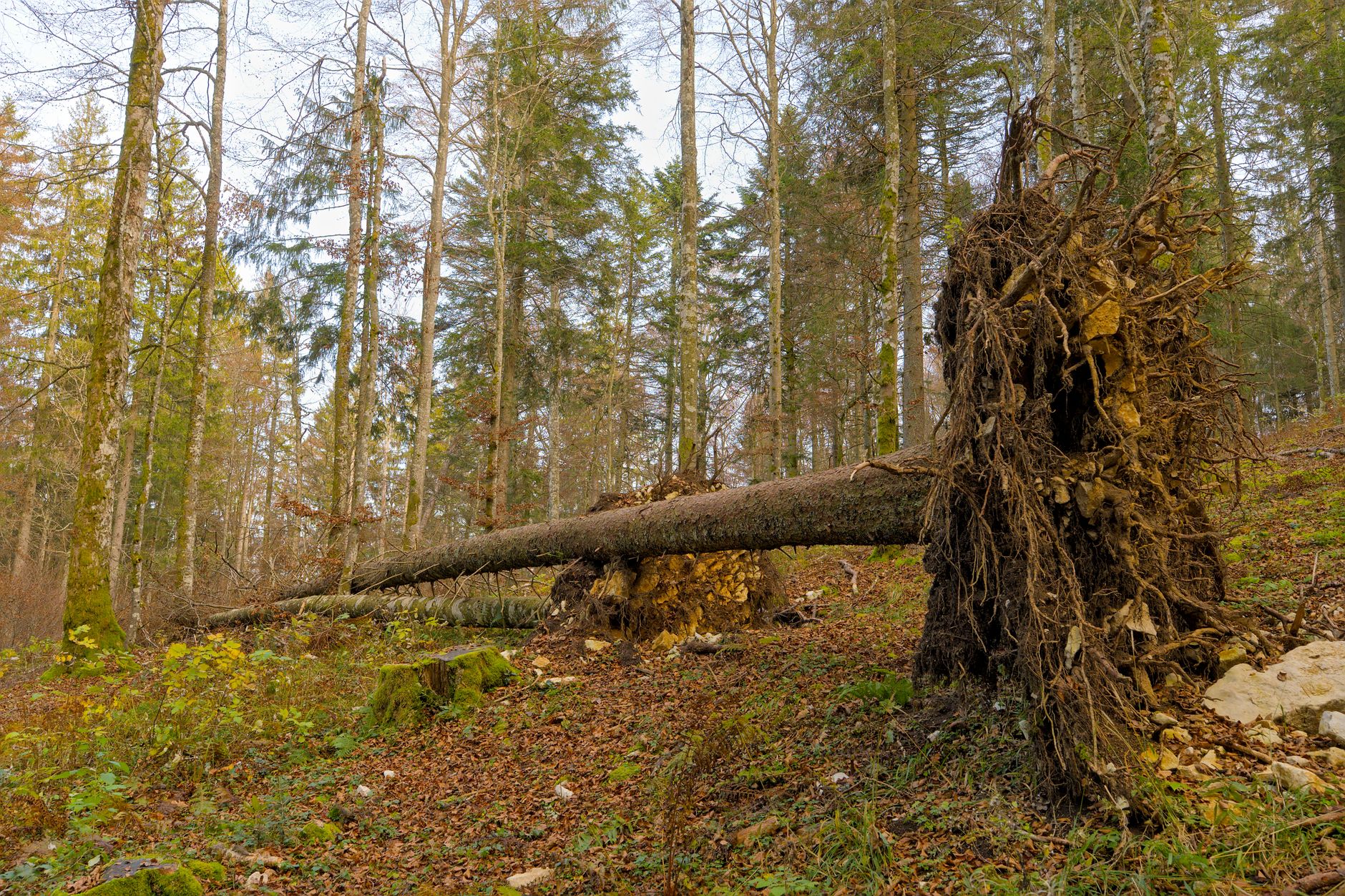 Enlèvement arbre urgence équipe à Saint-Denis